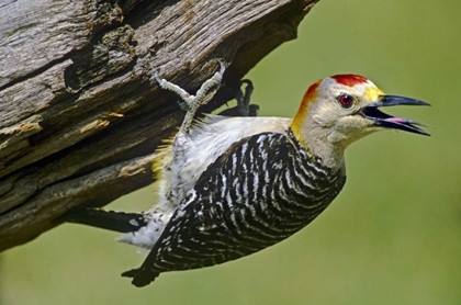 Picture of TX, MCALLEN GOLD-FRONTED WOODPECKER ON LOG