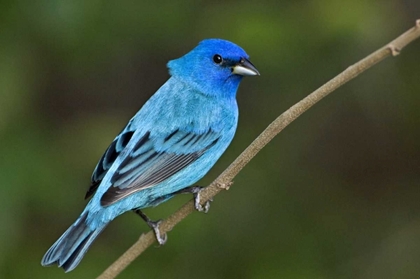 Picture of TX, SOUTH PADRE ISLAND INDIGO BUNTING MALE