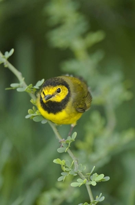 Picture of TX, SOUTH PADRE ISLAND MALE HOODED WARBLER