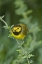 Picture of TX, SOUTH PADRE ISLAND MALE HOODED WARBLER
