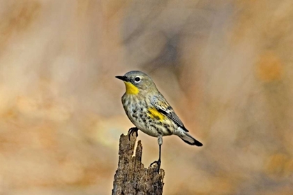 Picture of CA, LOS ANGELES MALE YELLOW-RUMPED WARBLER
