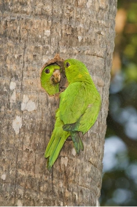 Picture of TX, MCALLEN GREEN PARAKEETS AT CAVITY NEST