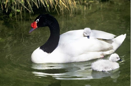 Picture of BLACK-NECKED SWAN ADULT AND CYGNETS IN WATER