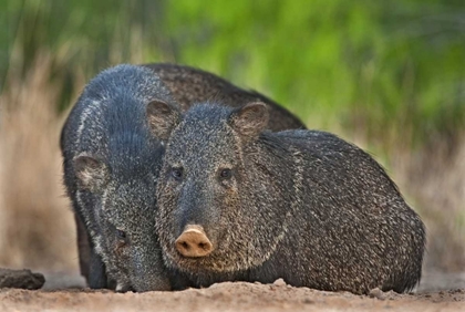 Picture of TEXAS, SANTA CLARA RANCH TWO WILD JAVELINAS