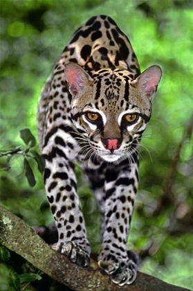 Picture of FLORIDA OCELOT CUB ON LOG AT BIG CAT RESCUE