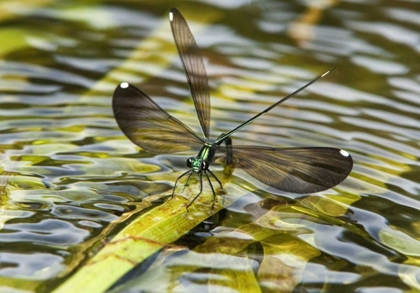 Picture of TEXAS SPARKLING JEWELWING PERCHED ON A LEAF