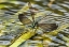 Picture of TEXAS SPARKLING JEWELWING PERCHED ON A LEAF