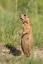 Picture of UTAH, BRYCE CANYON UTAH PRAIRIE DOG CALLING