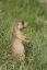 Picture of UTAH, BRYCE CANYON UTAH PRAIRIE DOG CALLING