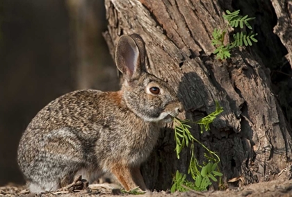 Picture of TEXAS DESERT COTTONTAIL RABBIT EATING PLANT