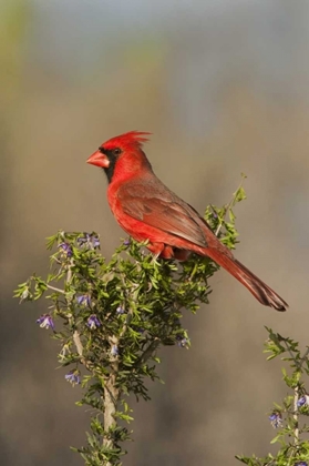 Picture of TEXAS MALE NORTHERN CARDINAL ATOP TREE LIMB