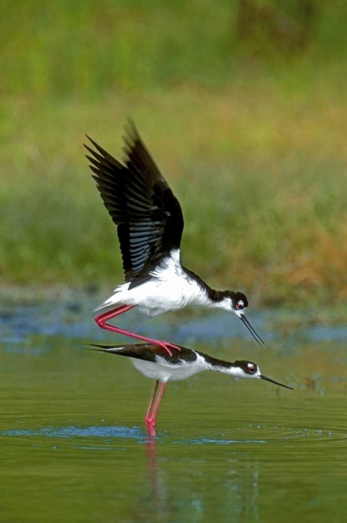 Picture of TX, MCALLEN WILD BLACK-NECKED STILTS MATING