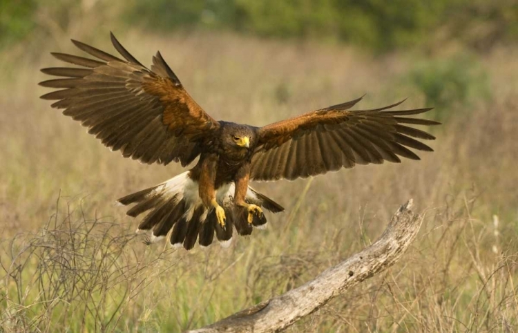 Picture of TX, EDINBURGH HARRIS HAWK IN FLIGHT LANDING