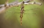 Picture of TX, TRAVIS CO, SPOT-WINGED GLIDER DRAGONFLY