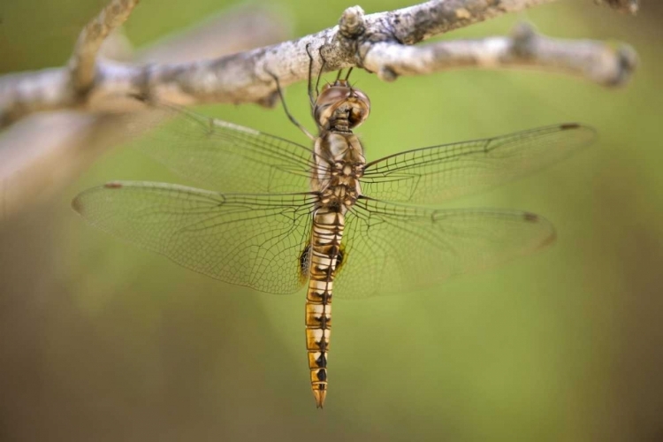 Picture of TX, TRAVIS CO, SPOT-WINGED GLIDER DRAGONFLY