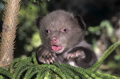 Picture of CA, LOS ANGELES CO, AMERICAN BLACK BEAR CUB