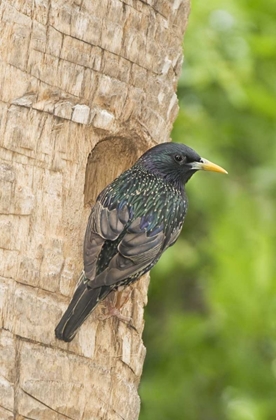 Picture of TX, MCALLEN EUROPEAN STARLING MAKING A NEST