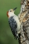 Picture of TX, LIPSCOMB RED-BELLIED WOODPECKE ON STUMP