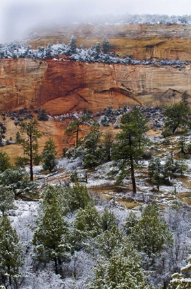 Picture of USA, UTAH, ZION NP WINTER SCENIC