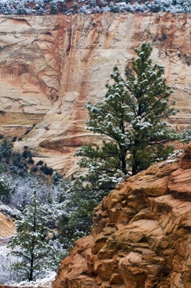 Picture of USA, UTAH, ZION NP WINTER SCENIC