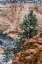 Picture of USA, UTAH, ZION NP WINTER SCENIC