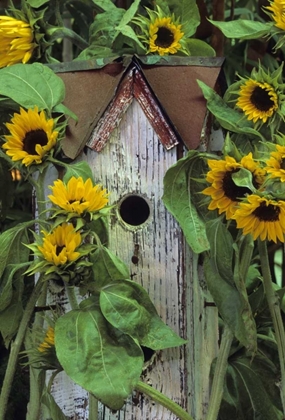 Picture of BIRDHOUSE AND SUNFLOWERS IN GARDEN