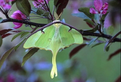 Picture of LUNA MOTH ON CHERRY TREE IN SPRING