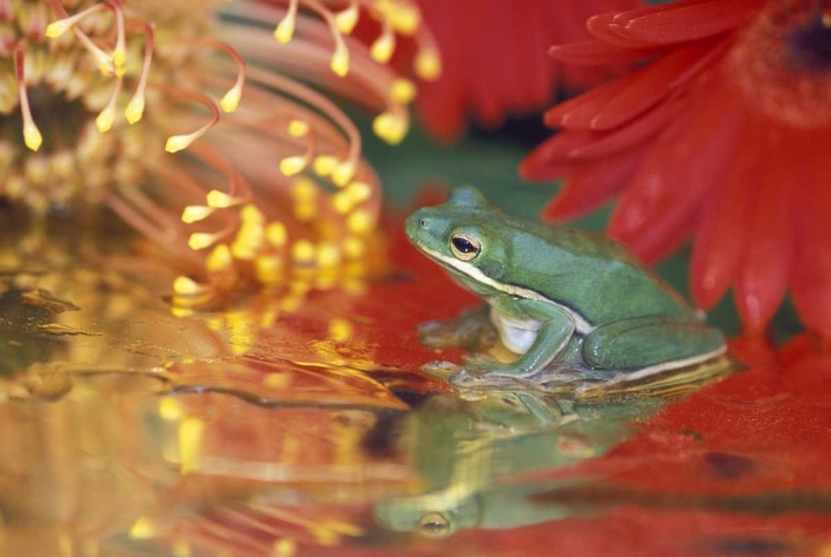 Picture of FROG AND REFLECTIONS AMONG FLOWERS