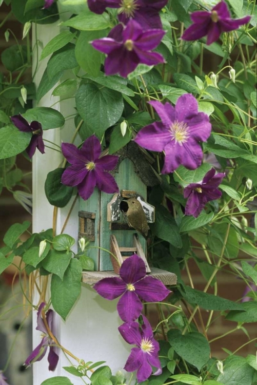 Picture of WREN IN BIRDHOUSE IN CLEMATIS VINE