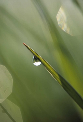 Picture of USA, PENNSYLVANIA DEWDROP ON LEAF