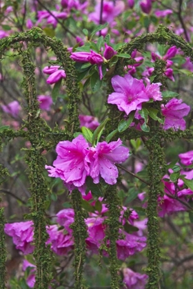 Picture of GEORGIA AZALEAS ON A GARDEN FENCE