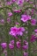 Picture of GEORGIA AZALEAS ON A GARDEN FENCE