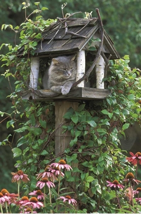 Picture of PA, CAT IN BIRDFEEDER AMID FLOWERS