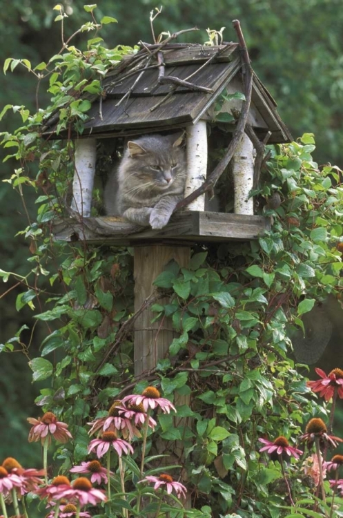 Picture of PA, CAT IN BIRDFEEDER AMID FLOWERS
