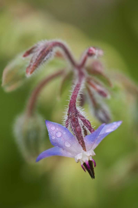 Picture of CLOSE-UP OF A SHOOTING STAR FLOWER