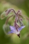 Picture of CLOSE-UP OF A SHOOTING STAR FLOWER