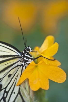 Picture of GA PAPER KITE BUTTERFLY ON FLOWER