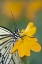 Picture of GA PAPER KITE BUTTERFLY ON FLOWER