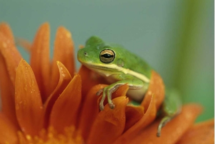 Picture of GREEN TREE FROG ON FLOWER IN GARDEN