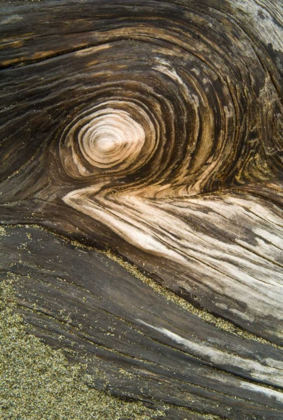 Picture of USA, OREGON STUMP PATTERN ON BEACH