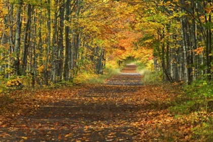 Picture of MICHIGAN ROADWAY INTO FALL FOLIAGE