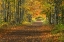 Picture of MICHIGAN ROADWAY INTO FALL FOLIAGE