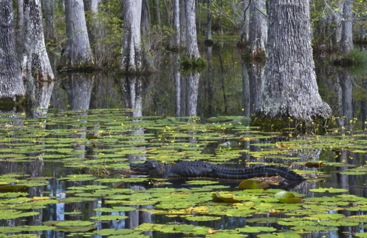 Picture of SC ALLIGATOR RESTS ON LOG IN SWAMP