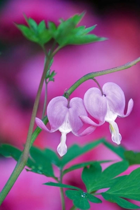 Picture of BLEEDING HEARTS CONNECTING IN GARDEN