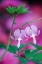 Picture of BLEEDING HEARTS CONNECTING IN GARDEN