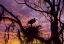 Picture of USA, FLORIDA IBIS ON NEST AT SUNSET