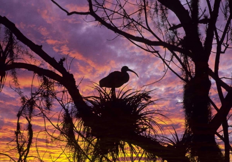Picture of USA, FLORIDA IBIS ON NEST AT SUNSET