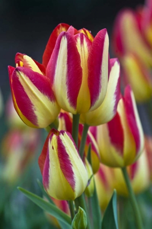 Picture of USA, OHIO CLOSE-UP OF TULIP VARIETY