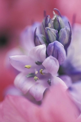Picture of USA, PENNSYLVANIA, HYACINTH CLOSE-UP