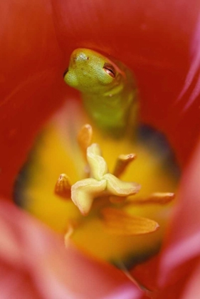 Picture of USA, PENNSYLVANIA FROG INSIDE TULIP